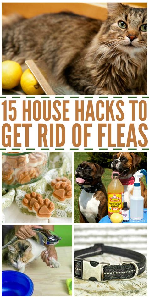 How to get rid of fleas in the house forever - 6. Diatomaceous Earth: Sprinkle food-grade diatomaceous earth around your home’s perimeter and on carpets or rugs. This powder dehydrates fleas, causing them to die. 7. Insect Growth …